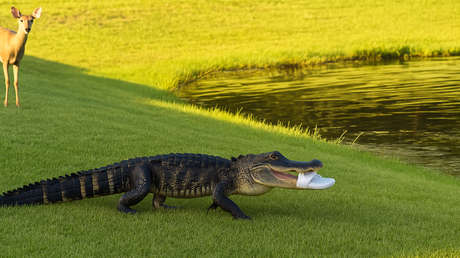 La venganza del caimán: una mujer arroja una sandalia al reptil y esto sucede (VIDEO)