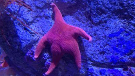 ¿'Patricio' es argentino?: una estrella de mar "culona" conquista Internet