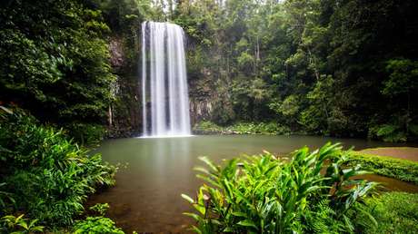 Descubren en Australia el insecto más pesado jamás visto en el país