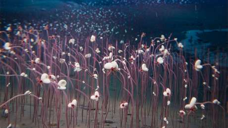 Sin luz y con pura química: hallan 'oasis' de formas de vida extrema en el abismo marino