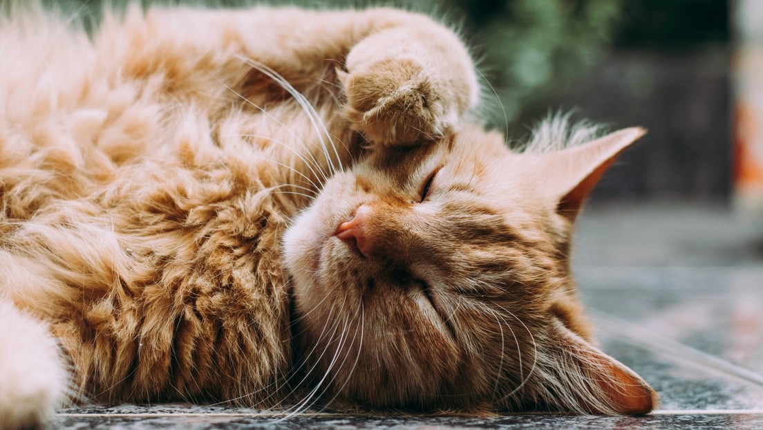 "Estrategia de supervivencia": Descubren algo curioso sobre los gatos