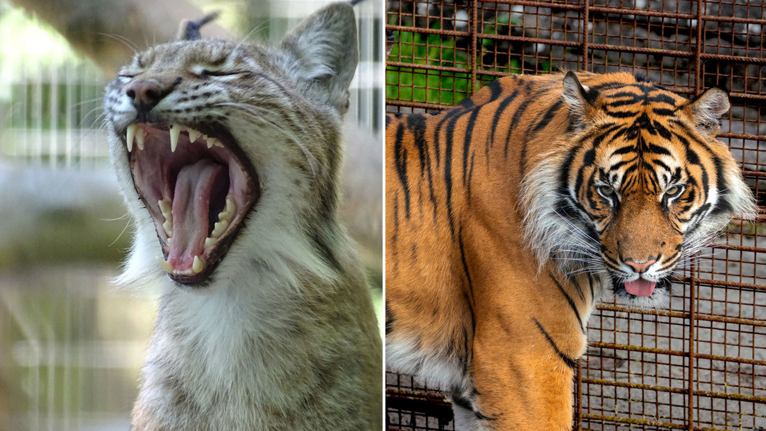 Este zoológico está pidiendo tu mascota para alimentar a sus animales