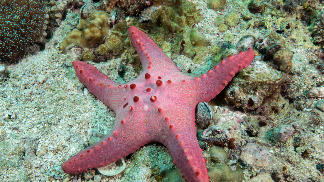 Fin del misterio: develan la causa de muerte de más de 5.000 millones de estas enigmáticas criaturas del océano