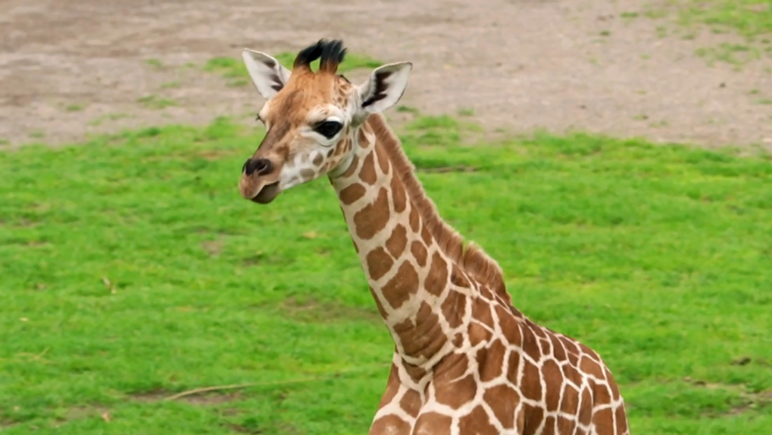 Una avioneta con turistas estadounidenses choca contra una jirafa