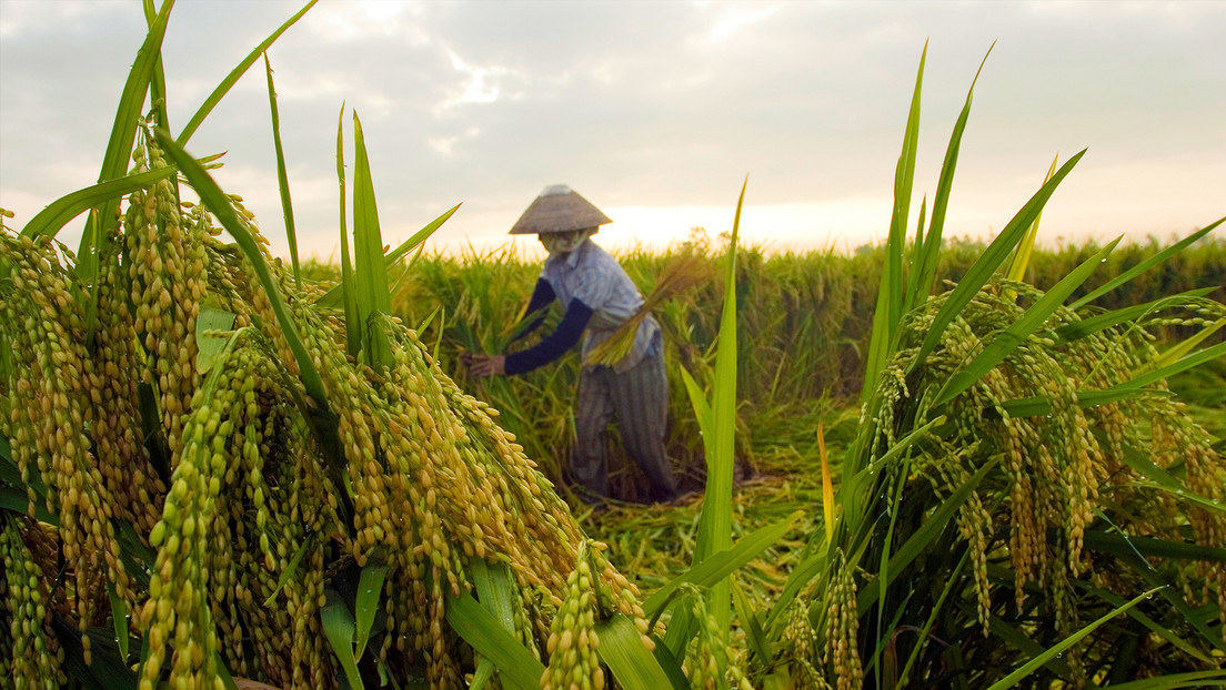 El millonario proyecto de la familia Trump que desplazará a miles de agricultores vietnamitas