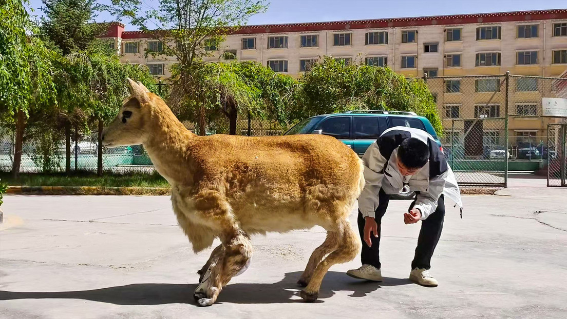 Científicos liberan un antílope robótico en el Tíbet y se cuela en una manada real (VIDEO)