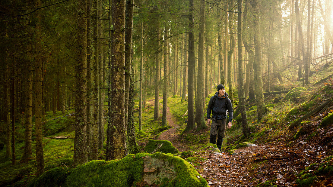 Político canadiense: El acceso a los bosques es "un privilegio" de la sociedad