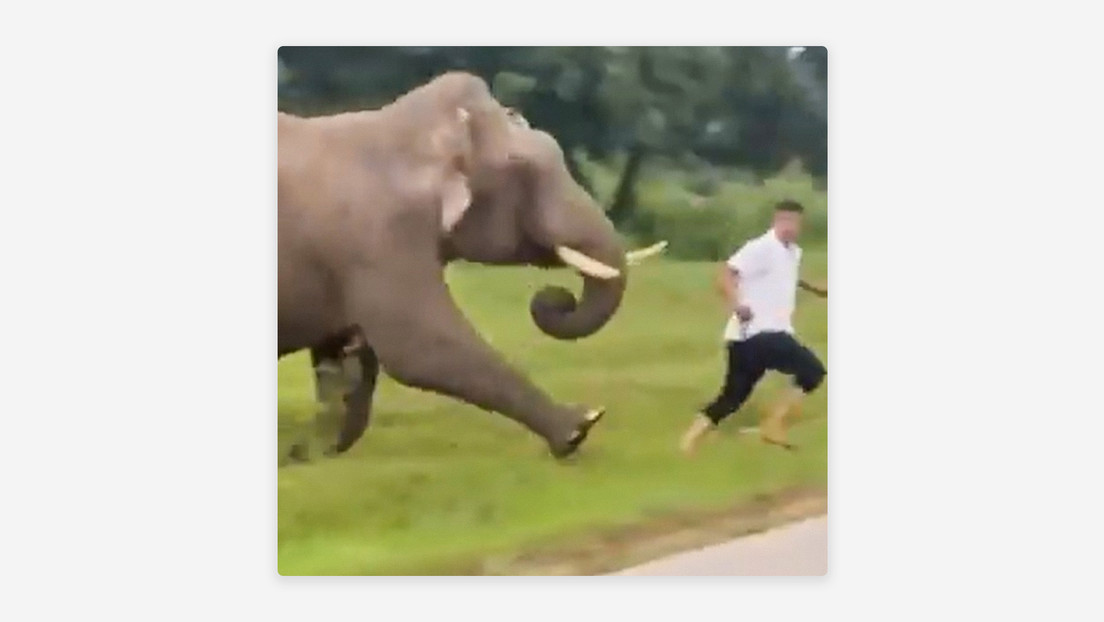 VIDEO: Un hombre es multado tras ser pisoteado por un elefante al intentar hacer una 'selfie'
