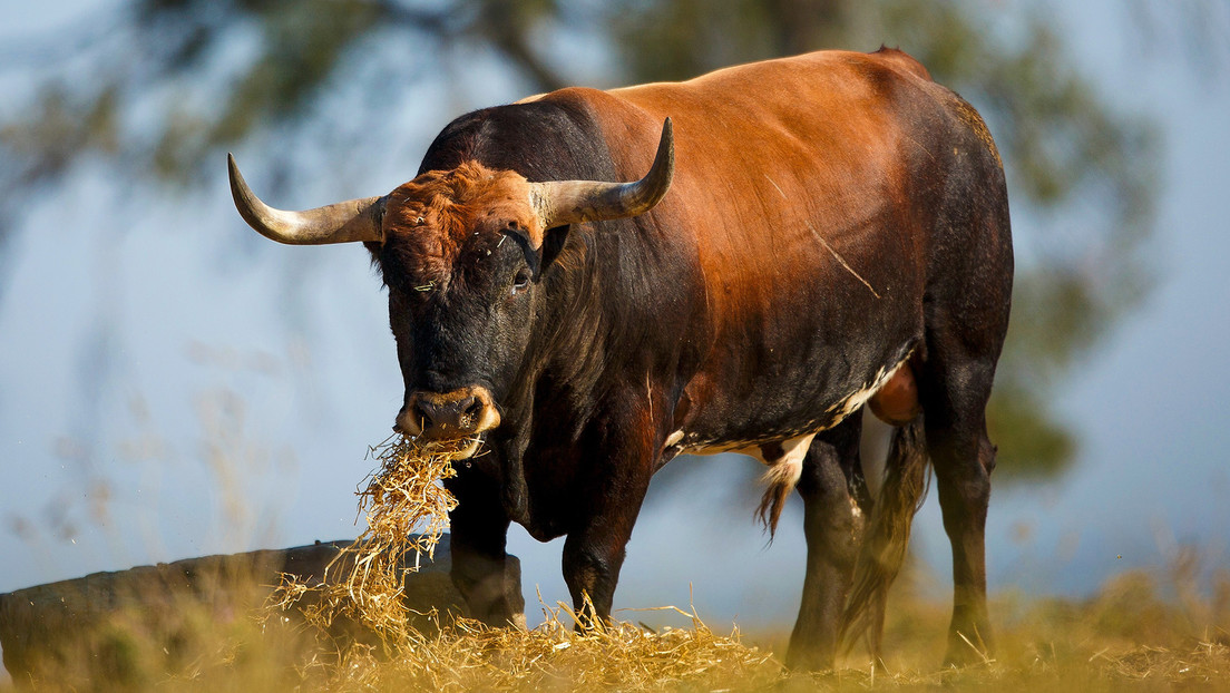 Un pueblo español quiere erigir una escultura de un toro del tamaño de la torre Eiffel
