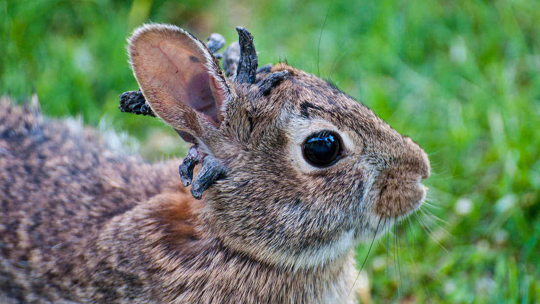 FOTOS: Un virus convierte en 'Frankensteins' a conejos silvestres en EE.UU.