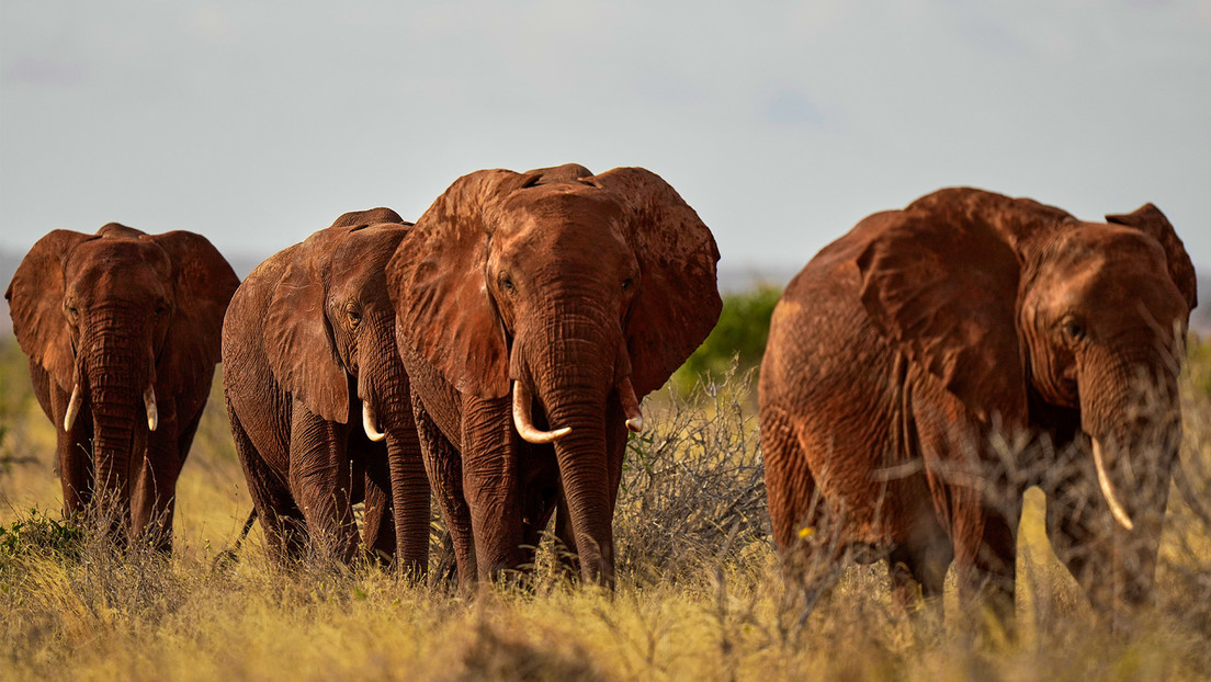 ¿Cómo protegerse de elefantes 'merodeadores'?: los inusuales métodos de granjeros en Kenia