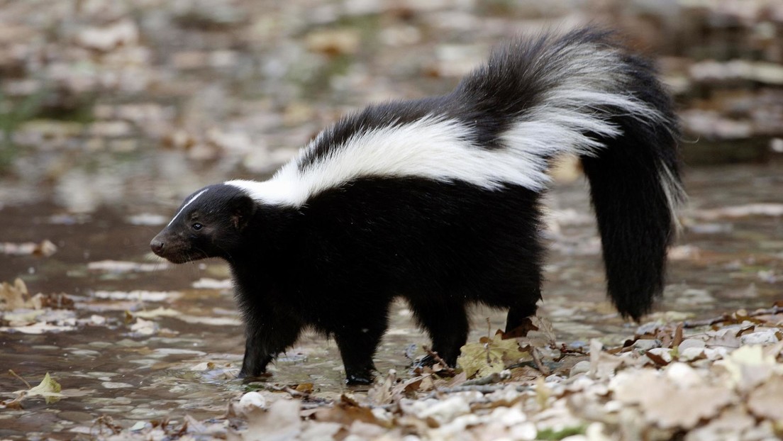 ¿Rabia humana en México? Esto se sabe