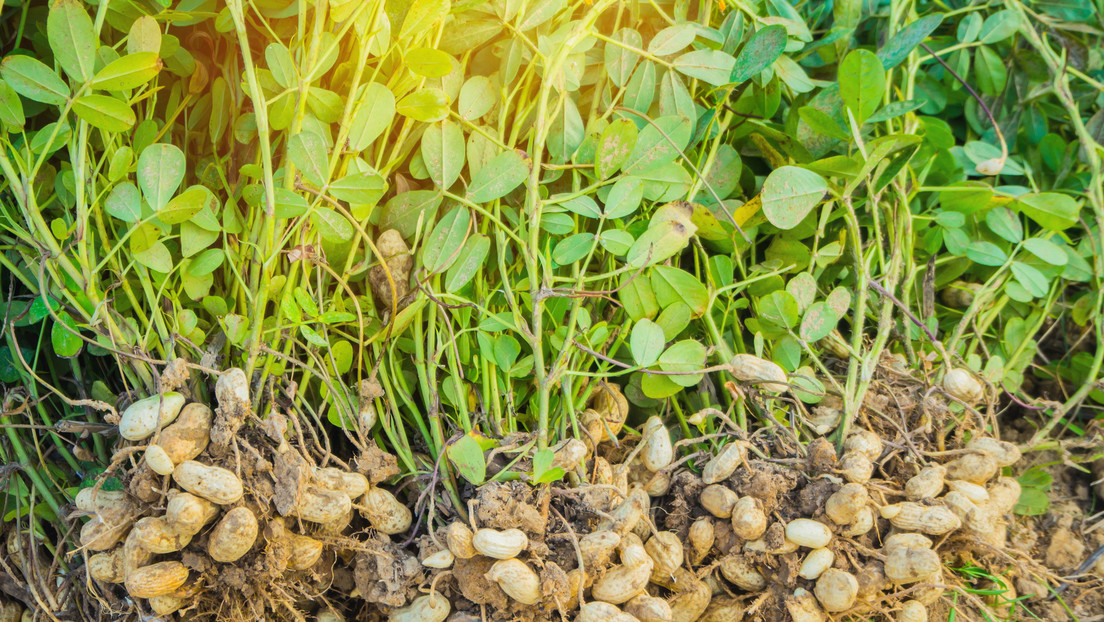 Un bocado al día de este 'fruto seco' puede ser lo que tu cuerpo necesita
