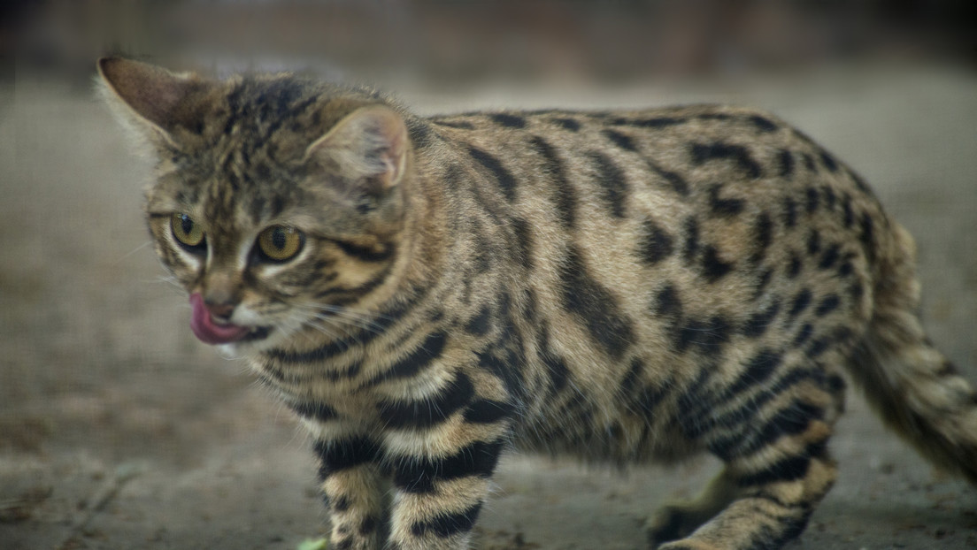 Olvídese de los leones y tigres: este es el felino "más mortífero de la Tierra"