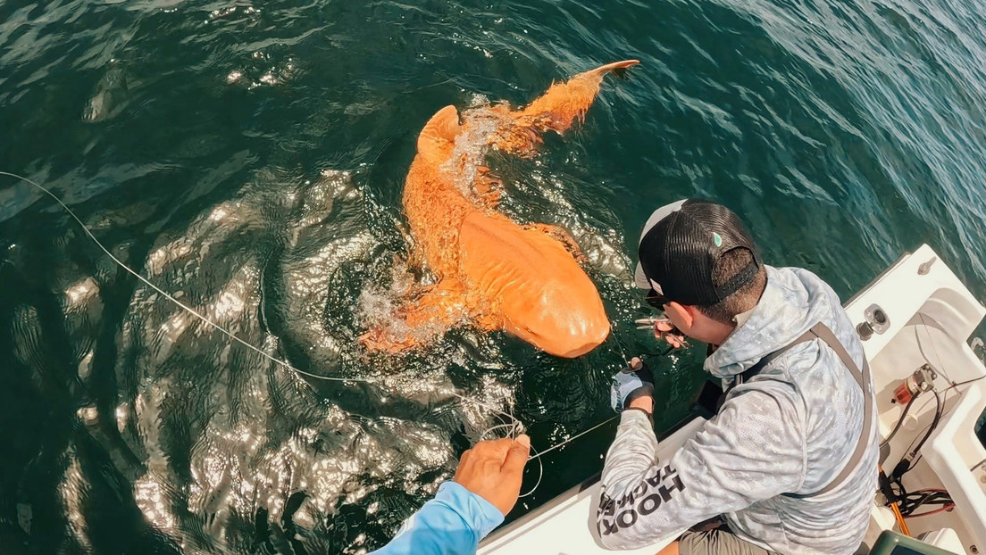 El primer tiburón 'dorado' del Caribe es capturado cerca de Costa Rica
