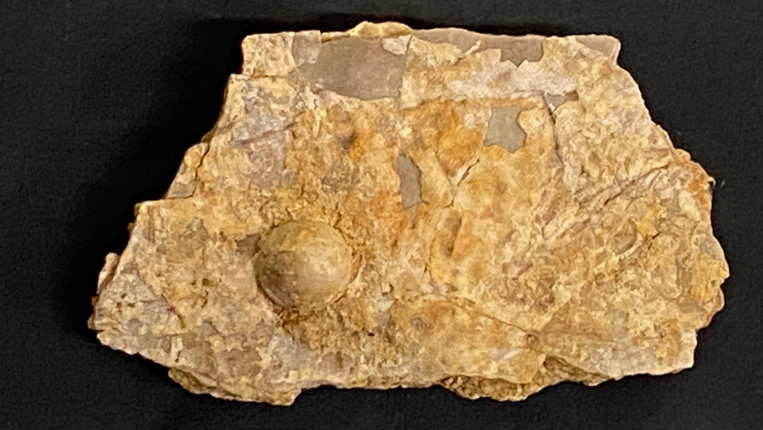 Encuentran una perla fosilizada de alrededor 100 millones de años