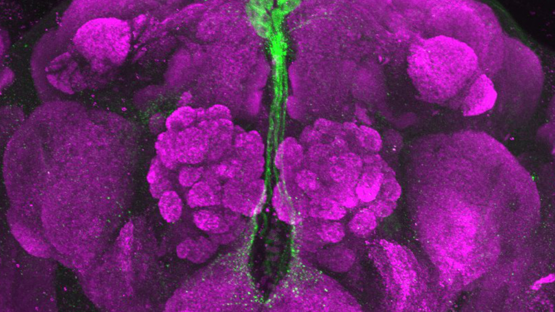 Realizan el primer "trasplante de comportamiento" del mundo