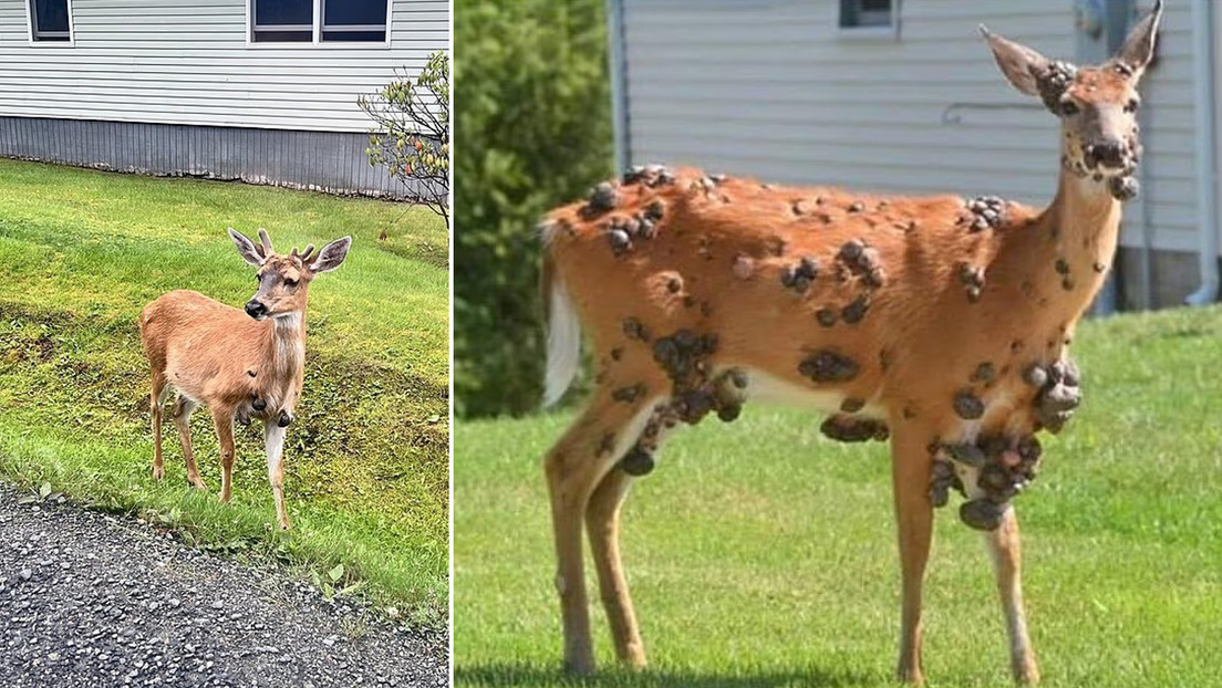 'Animales zombi' se multiplican en EE.UU. en medio del brote de un extraño virus