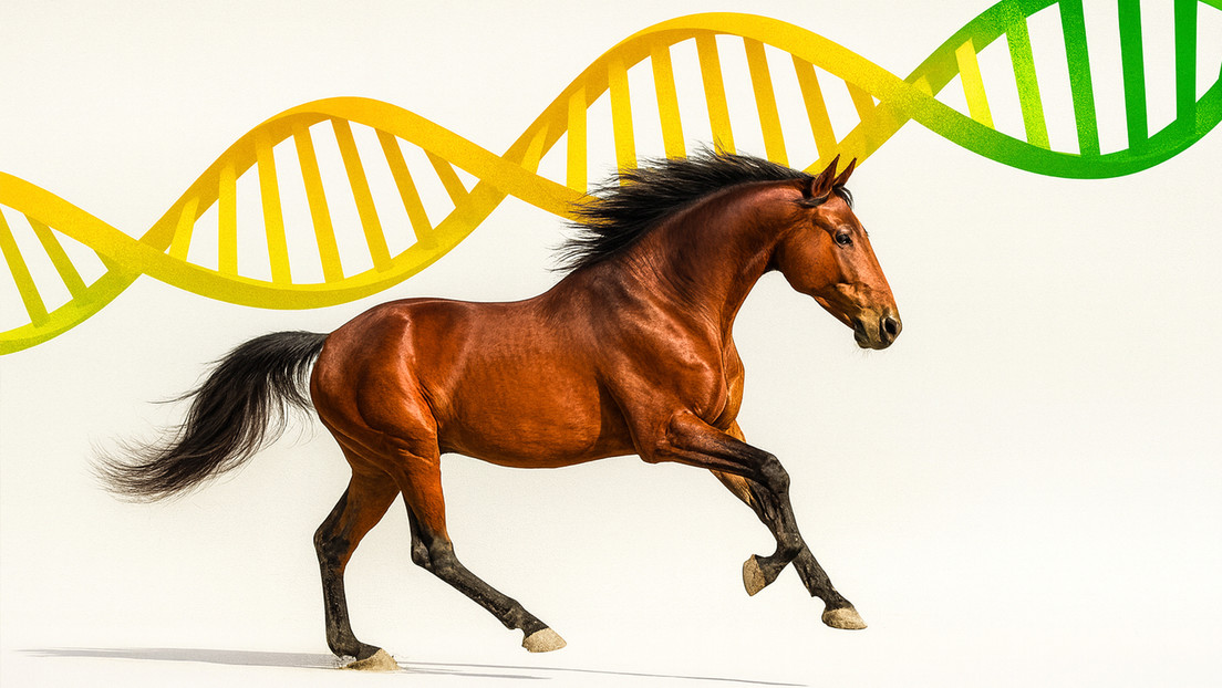 ¿Avance o controversia?: la creciente industria de clonación de caballos de polo