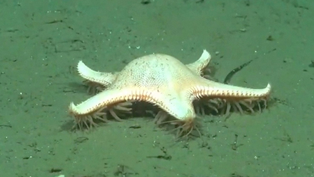 VIDEO: Captan a una estrella de mar 'caminando' en el fondo del océano