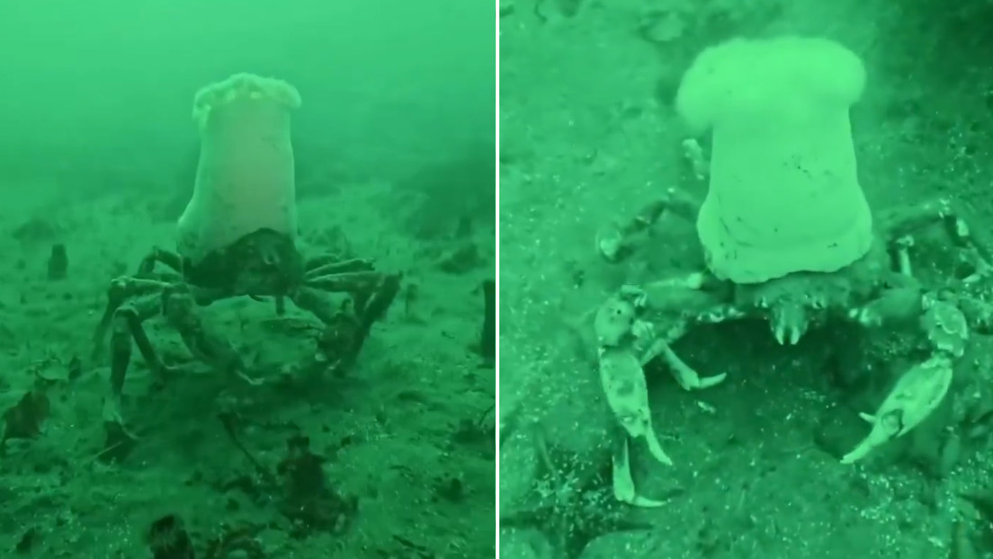 VIDEO: Cangrejo 'cocinero' pasea por el fondo marino con un extravagante sombrero