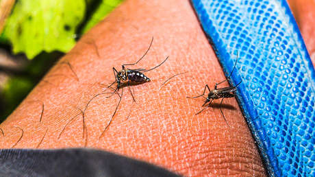 China recurre al 'canibalismo' para combatir la chikungunya