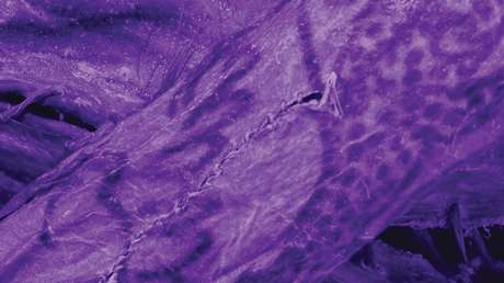 Develan el secreto de los tatuajes de una 'momia de hielo' siberiana de 2.500 años