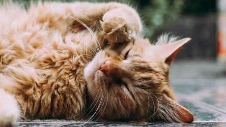 "Estrategia de supervivencia": Descubren algo curioso sobre los gatos