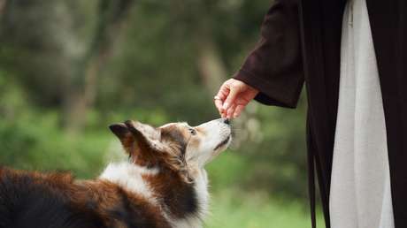 Mujer muere por lametón del perro en herida