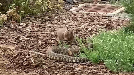 Duelo épico: una ardilla planta cara a una serpiente de cascabel (VIDEO)