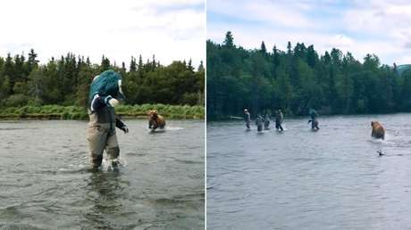 VIDEO: Surrealista encuentro entre un troll y un oso salvaje