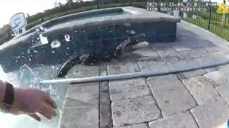 VIDEO: Policía atrapa a un caimán con sus manos y lo lleva 'preso'