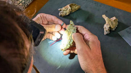 Descubren en África fósiles de un ancestro humano antiguo