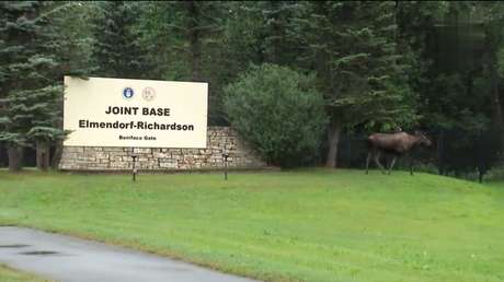 VIDEO: Un alce intenta entrar en la base donde se reunirán Putin y Trump