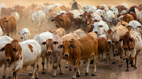 La condición de EE.UU. para reabrir la importación de ganado desde México