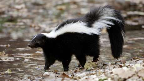 ¿Rabia humana en México? Esto se sabe