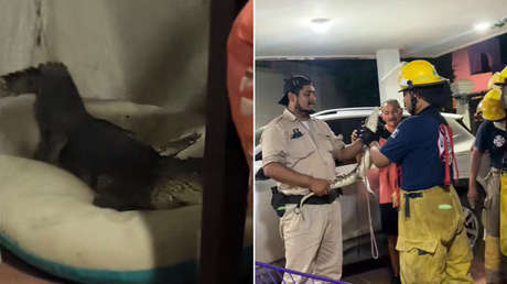 VIDEO: Un cocodrilo entra en una vivienda y ocupa la cama de una mascota