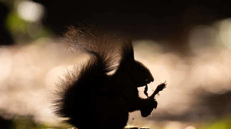 'Ardillas zombi' con verrugas supurantes y clapas en el pelo invaden EE.UU.