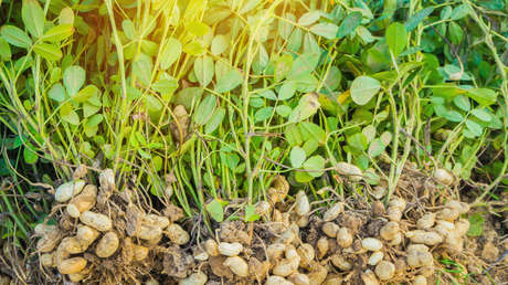 Un bocado al día de este 'fruto seco' puede ser lo que tu cuerpo necesita