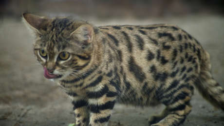 Olvídese de los leones y tigres: este es el felino "más mortífero de la Tierra"