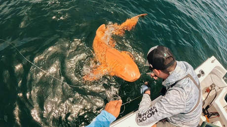 El primer tiburón 'dorado' del Caribe es capturado cerca de Costa Rica