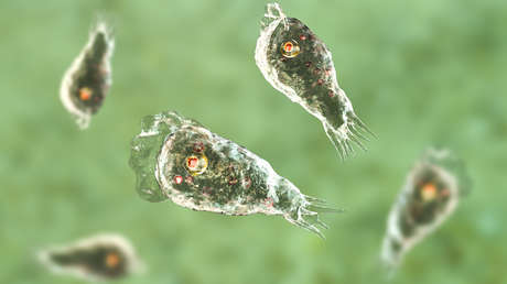 Detectan la mortífera 'ameba comecerebro' en agua potable