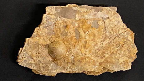 Encuentran una perla fosilizada de alrededor 100 millones de años