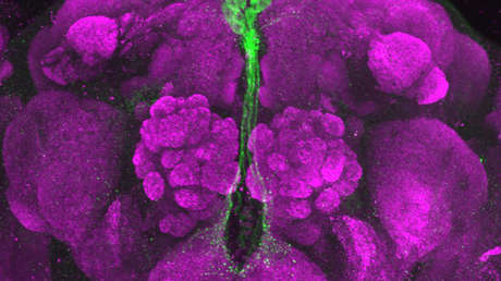 Realizan el primer "trasplante de comportamiento" del mundo