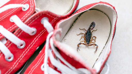 Compras de terror: un escorpión pica a una joven que estaba probándose ropa en Zara