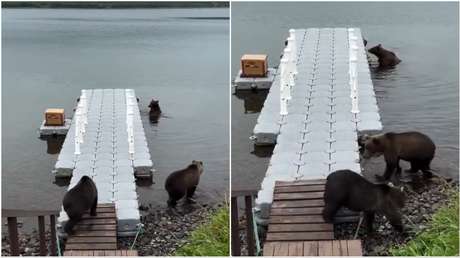 "Inaudito": La sorprendente 'amistad' entre unas osas que desafían la naturaleza (VIDEO)