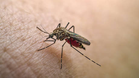 EE.UU. suspende aplicación de vacuna contra la chikungunya por "graves" efectos adversos