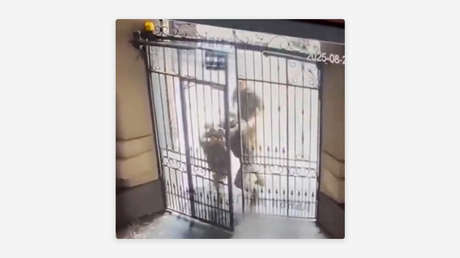 VIDEO: Reclutadores ucranianos no alcanzan a un hombre por no saber cómo abrir una puerta