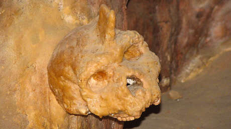 Científicos descifran el misterio del 'Hombre Unicornio'