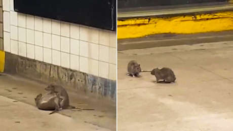 VIDEO: Roedores 'ninja' en acción en andén del metro de Nueva York